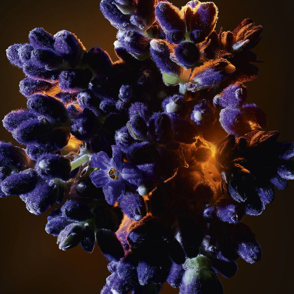 YSL - LIBRE EAU DE PARFUM FLORALE Yves Saint Laurent